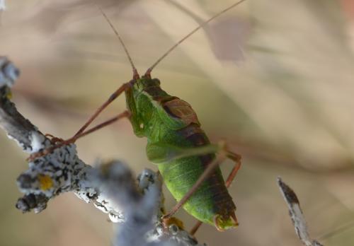 Réf. 274 362 : Leptophyes punctatissima